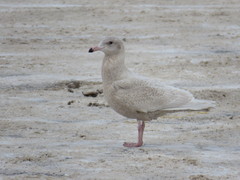Larus hyperboreus