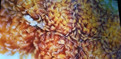 Pyrrosia adnascens