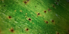 Pyrrosia adnascens