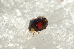 Harmonia axyridis