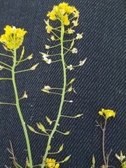 Rorippa brachycarpa
