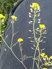 Rorippa brachycarpa