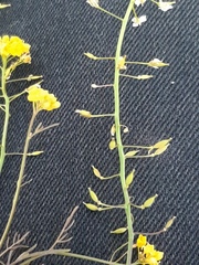 Rorippa brachycarpa
