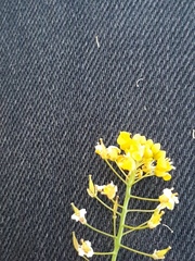Rorippa brachycarpa