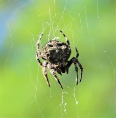 Caerostris sexcuspidata