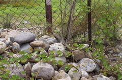 Ctenosaura macrolopha