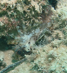 Dendrochirus barberi