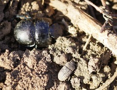 Lethrus apterus