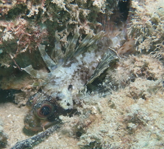 Dendrochirus barberi