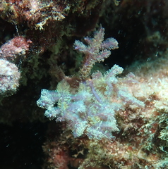 Dasya iridescens