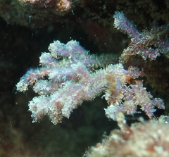 Dasya iridescens