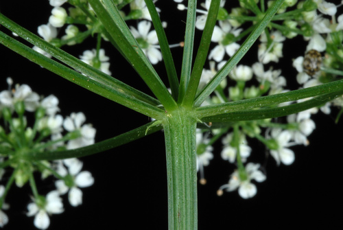 Ground Elder