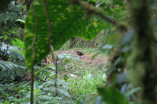 Undulated Antpitta (Grallaria squamigera)