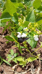 Xylocopa atamisquensis