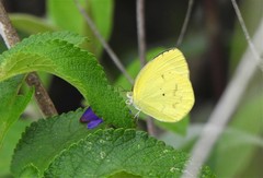 Pyrisitia nise