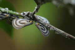 Bythopsyrna trichrousa