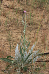 Jurinea longifolia