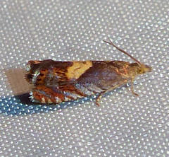 Dichrorampha bittana