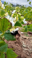 Xylocopa atamisquensis