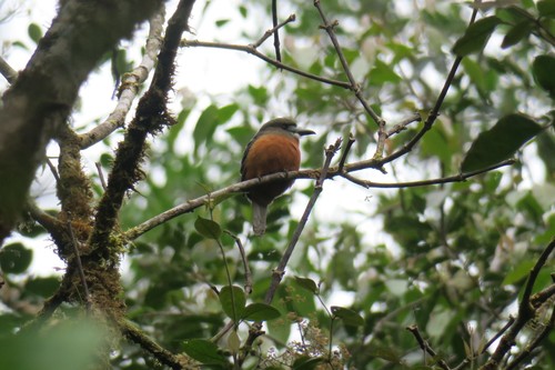 White-faced Nunbird (Hapaloptila castanea), photo 10