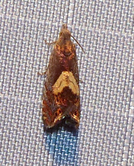 Dichrorampha bittana