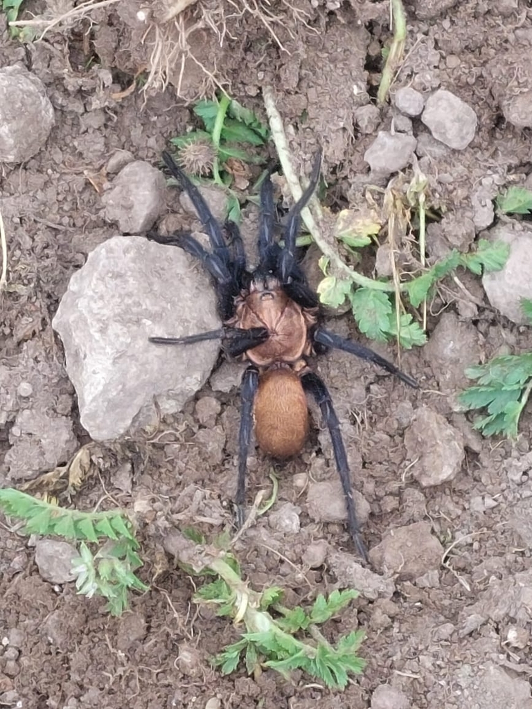 Linothele uniformis