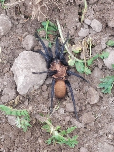 Linothele uniformis