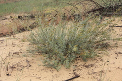 Chamaecytisus borysthenicus
