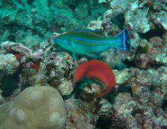 Pseudojuloides cerasinus