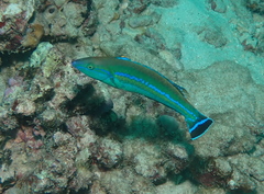 Pseudojuloides cerasinus