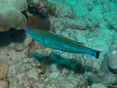 Pseudojuloides cerasinus