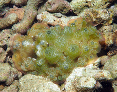 Dendrodoris tuberculosa