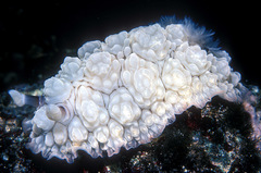 Dendrodoris tuberculosa