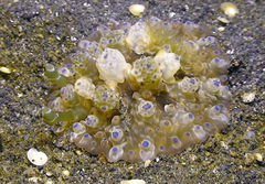 Dendrodoris tuberculosa