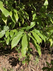 Meliosma callicarpifolia