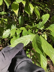 Meliosma callicarpifolia