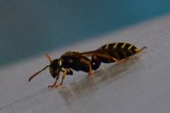 Polistes dominula