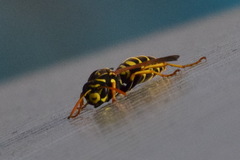 Polistes dominula