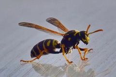 Polistes dominula
