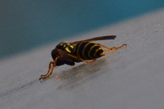 Polistes dominula