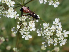Ichneumon albiger