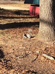 Sciurus carolinensis