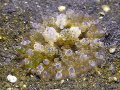 Dendrodoris tuberculosa
