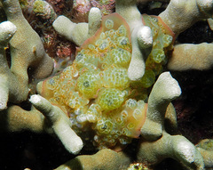Dendrodoris tuberculosa