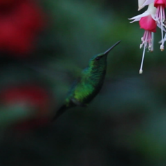 Chlorostilbon melanorhynchus