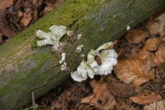 Fungi