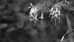 Chlorostilbon melanorhynchus