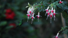 Chlorostilbon melanorhynchus