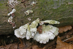 Fungi