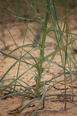 Tragopogon borysthenicus